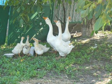 Animals of Moldova