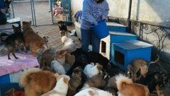 Deborah Sesek, a community development Volunteer, feeds dogs at an animal shelter where she volunteers.