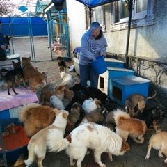 Deborah Sesek, a community development Volunteer, feeds dogs at an animal shelter where she volunteers.