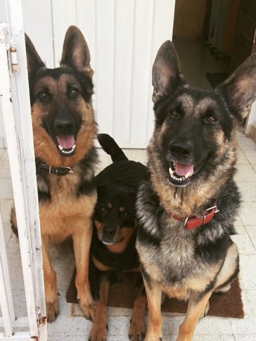 Britney Dawkins' three dogs on a porch.