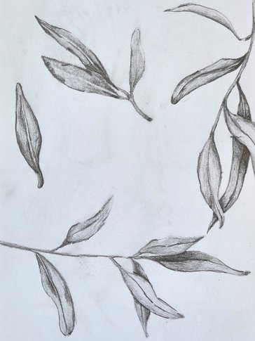 Darijan's sketches of olive leaves.