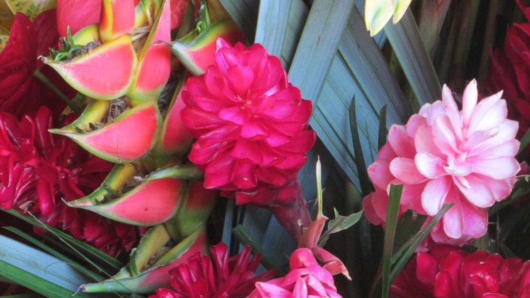A close-up shot of tropical flowers