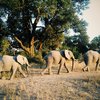 Blind Man and the Elephant