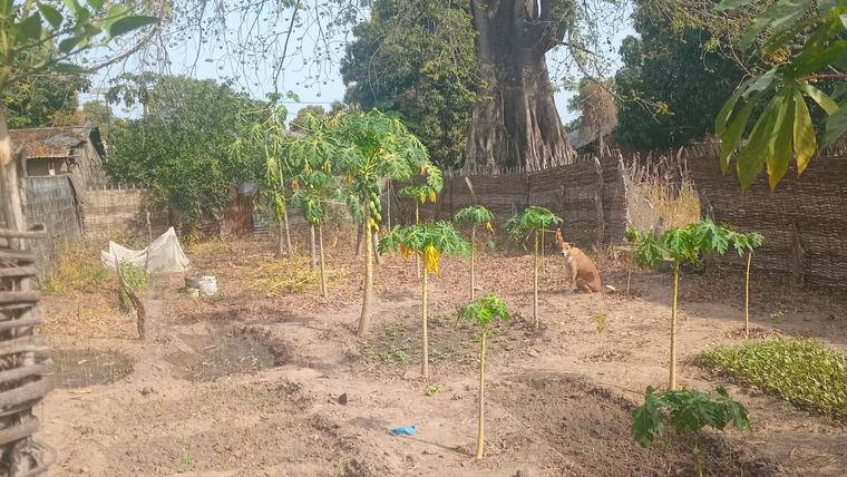 Ellas' host family garden in Senegal.