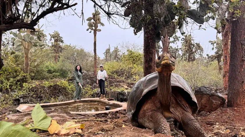 Lauren and her coworker feed Galápagos giant tortoises at a breeding center.