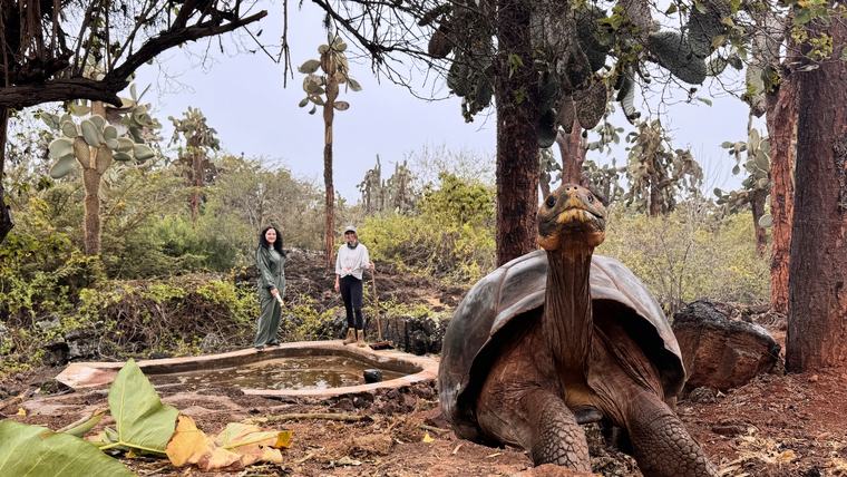 Lauren and her coworker feed Galápagos giant tortoises at a breeding center.