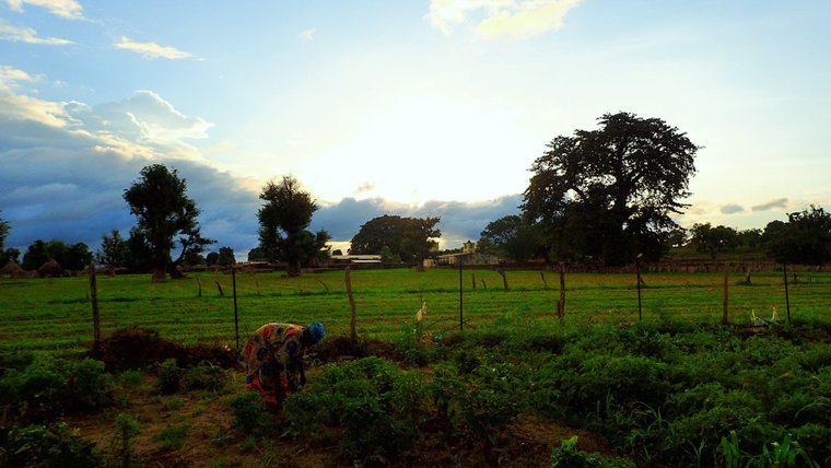 Farm