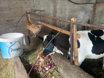 A cow and chicken in a barn