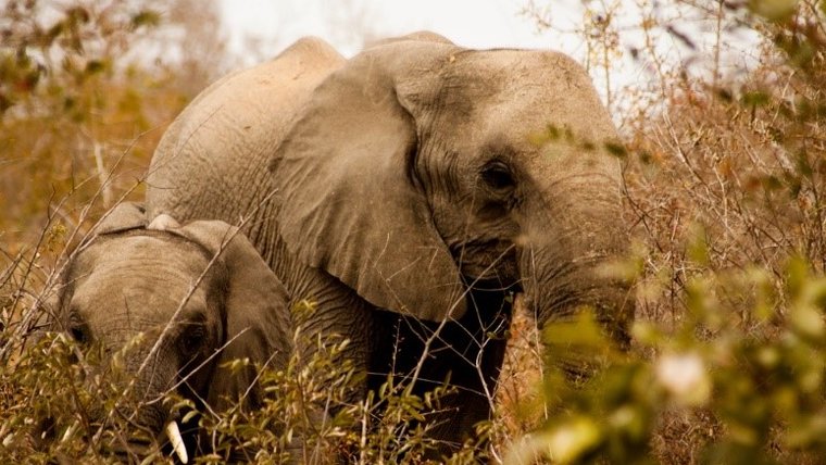 Elephants in foreground