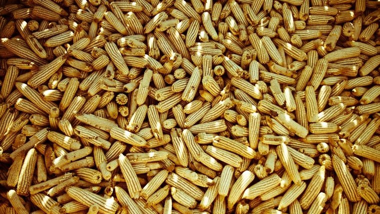 Corn