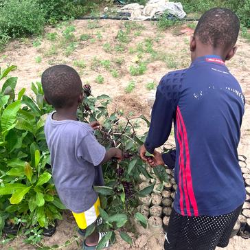 Molly's host brothers pick hibiscus that will be used to make tea in Senegal.