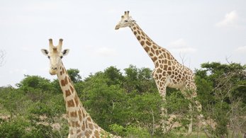 What Animal Am I?