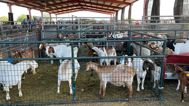 Goats at an auction in Arizona