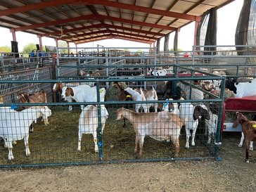 Goats at an auction in Arizona