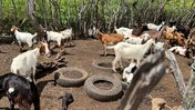 A group of goats roam and feed within a pen