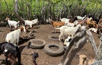 A group of goats roam and feed within a pen