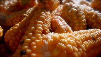 corn on the cob