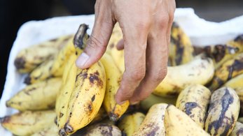 Plantains