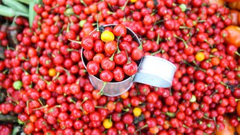 Hababero peppers