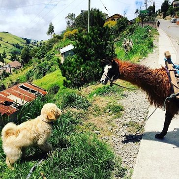 Henry llama