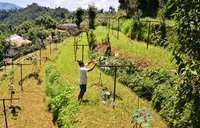 A Nepalese farmer guiding plant vines