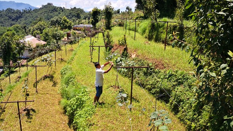 A Nepalese farmer guiding plant vines