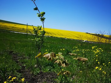 Young trees in the field