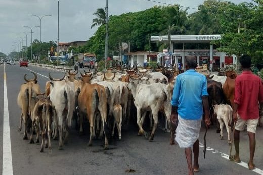 Herding a large group of cattle down a public road