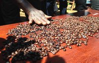 Coffee beans.jpg
