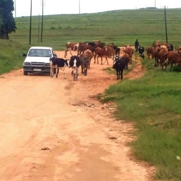 Morning traffic in the rural communities of Swaziland is a regular occurrence. Herd boys take the cattle to dip tanks and wat