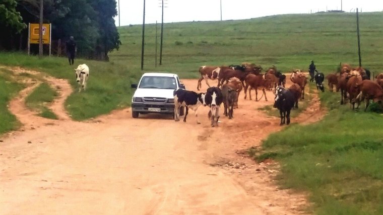 Morning traffic in the rural communities of Swaziland is a regular occurrence. Herd boys take the cattle to dip tanks and wat