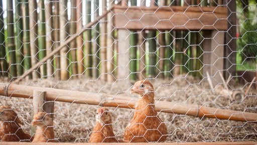 Chickens in a chicken coop.