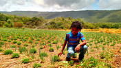 A child inspects crops growing in a field