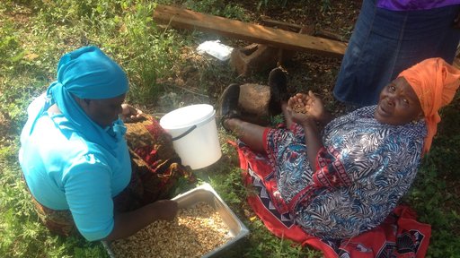 Swazi women peeling peanuts