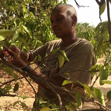 LaTrese pruning trees