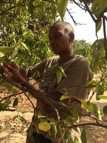 LaTrese pruning trees