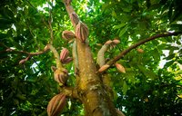Large and plentiful heirloom cocoa tree