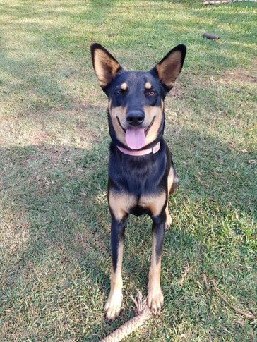 Lira the pup