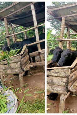 Uganda livestock project