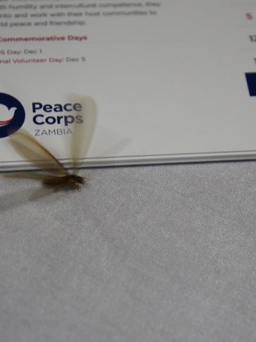 Flying termites in Zambia