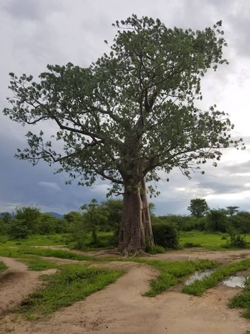 Baobab Tree