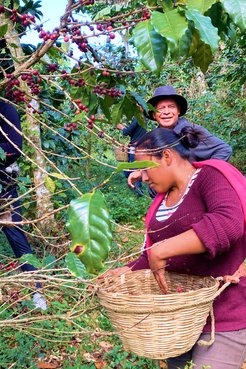 •	Picking coffee cherries at a farm in Mexico that Roca sources from.