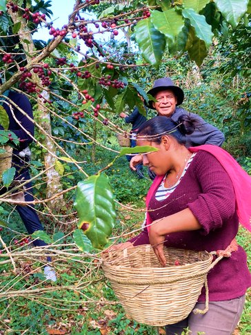 • Picking coffee cherries at a farm in Mexico that Roca sources from.
