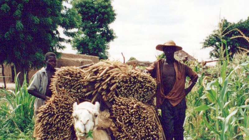 Millet harvest in Niger