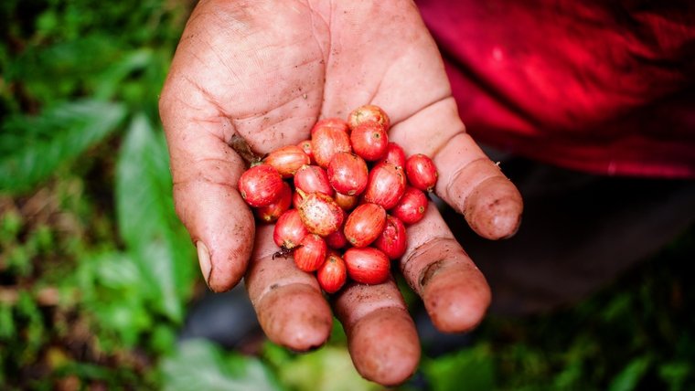 An outstretched hand with red coffee berries