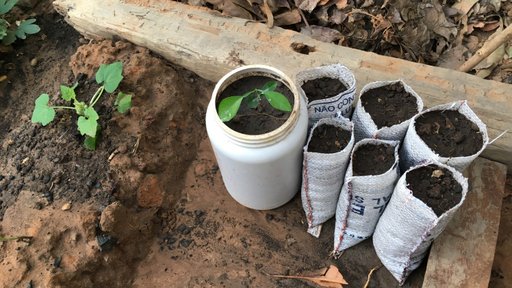 My small backyard tree nursery where I utilized part of a rice bag and an old protein powder container.