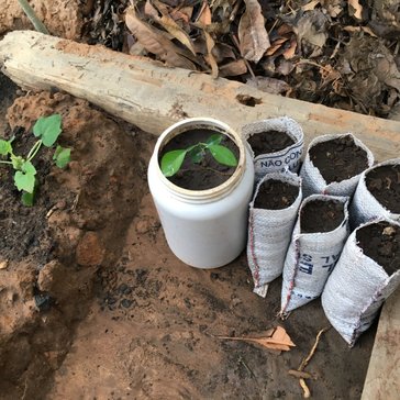 My small backyard tree nursery where I utilized part of a rice bag and an old protein powder container.