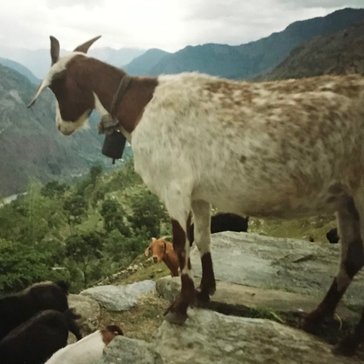 A goat stands on a rock overlooking the Myagdi river valley in Nepal.
