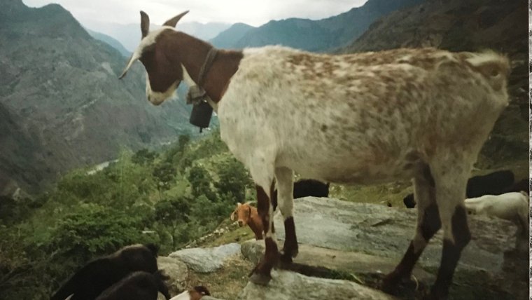 A goat stands on a rock overlooking the Myagdi river valley in Nepal.