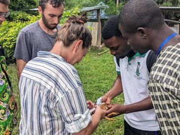 Agriculture Volunteers vaccinating chickens to prevent Newcastle disease.